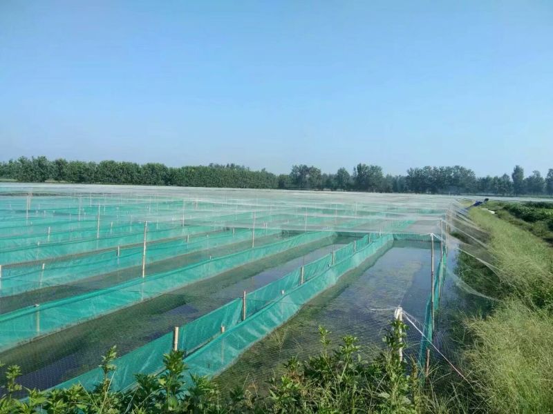 宽体金线蛭种苗，卵茧，清水吊杆，养殖技术