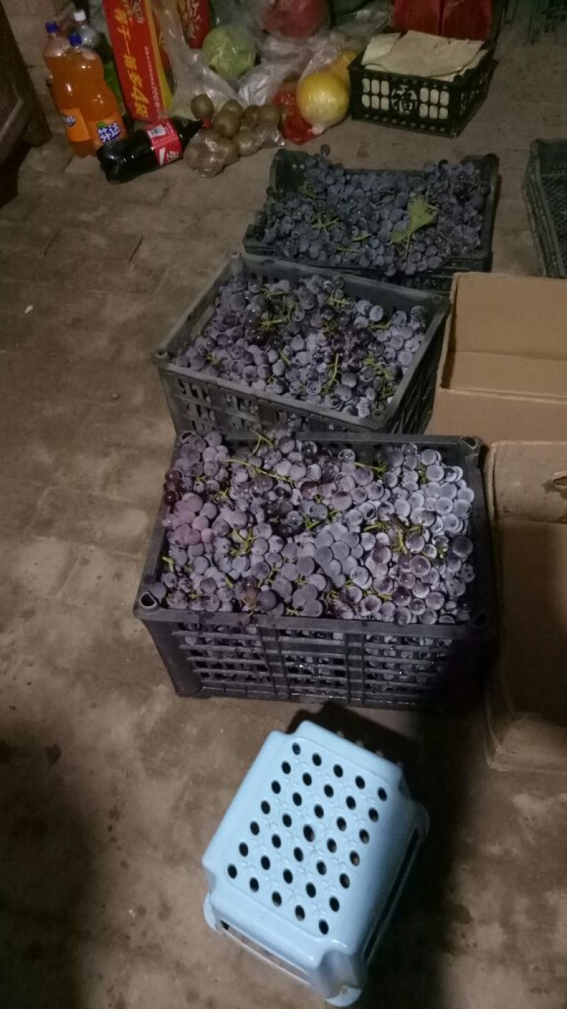巨峰葡萄成熟度优良，绿色食品，黑紫，多年种植经验
