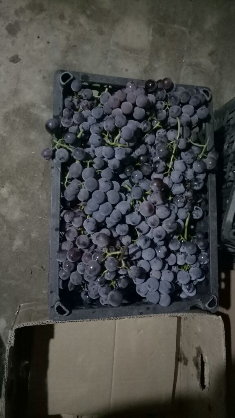 巨峰葡萄成熟度优良，绿色食品，黑紫，多年种植经验