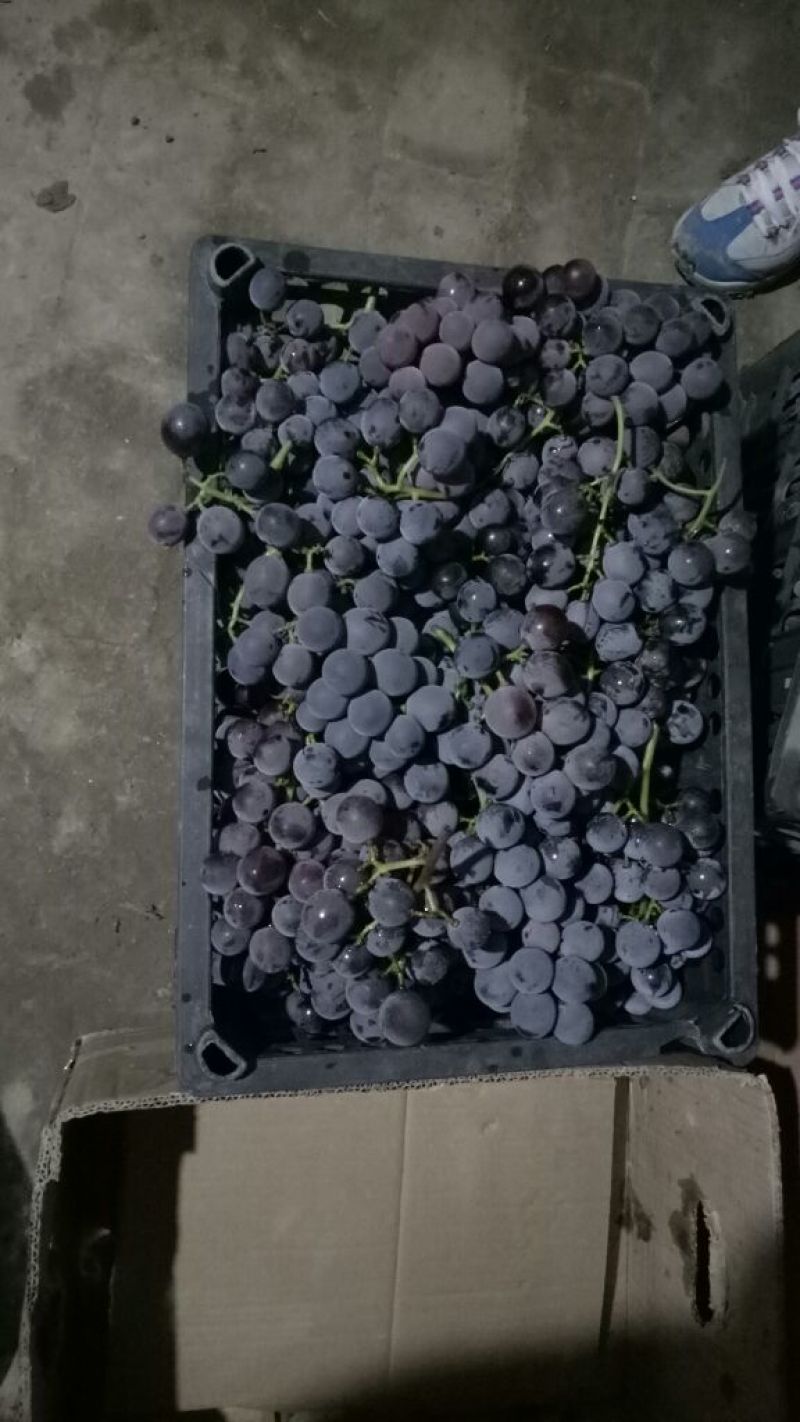 巨峰葡萄成熟度优良，绿色食品，黑紫，多年种植经验