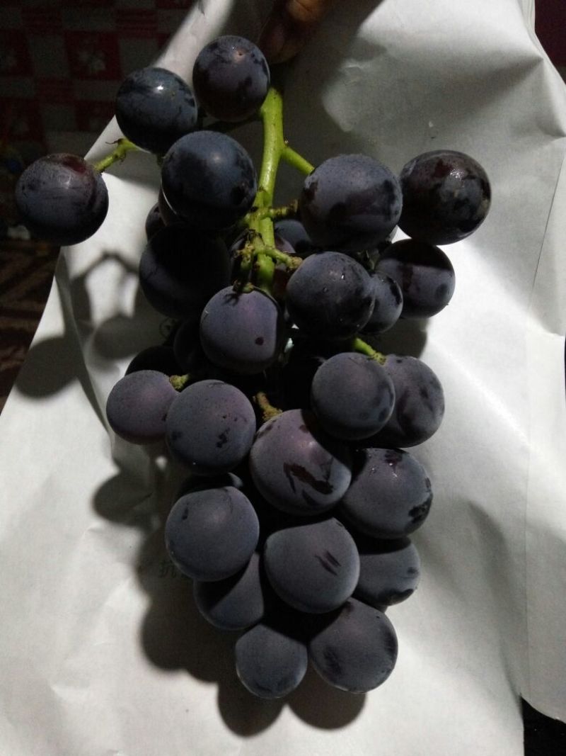 巨峰葡萄成熟度优良，绿色食品，黑紫，多年种植经验
