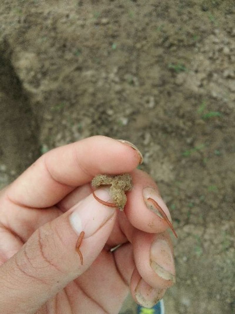 宽体金线蛭水蛭种苗水蛭卵茧