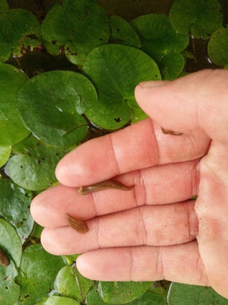 宽体金线蛭水蛭种苗水蛭卵茧