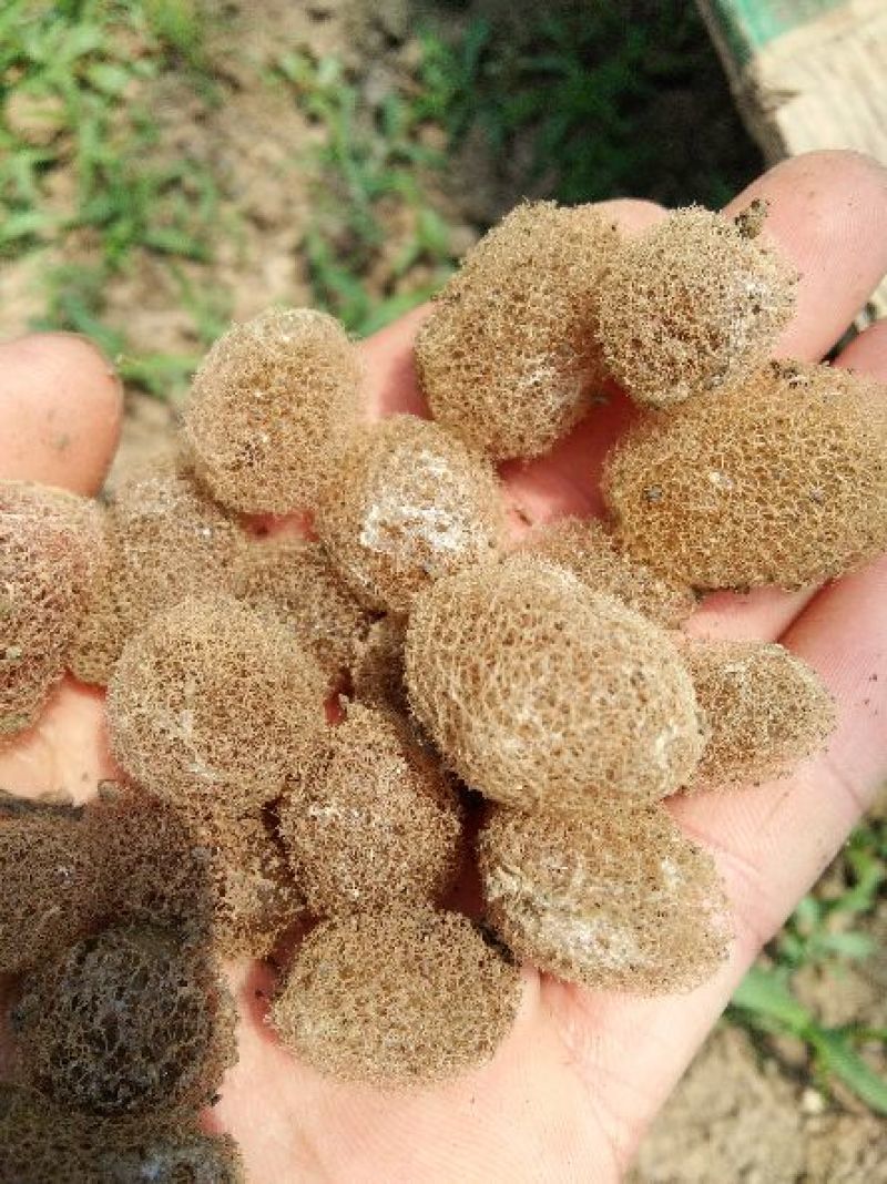 宽体金线蛭水蛭种苗水蛭卵茧