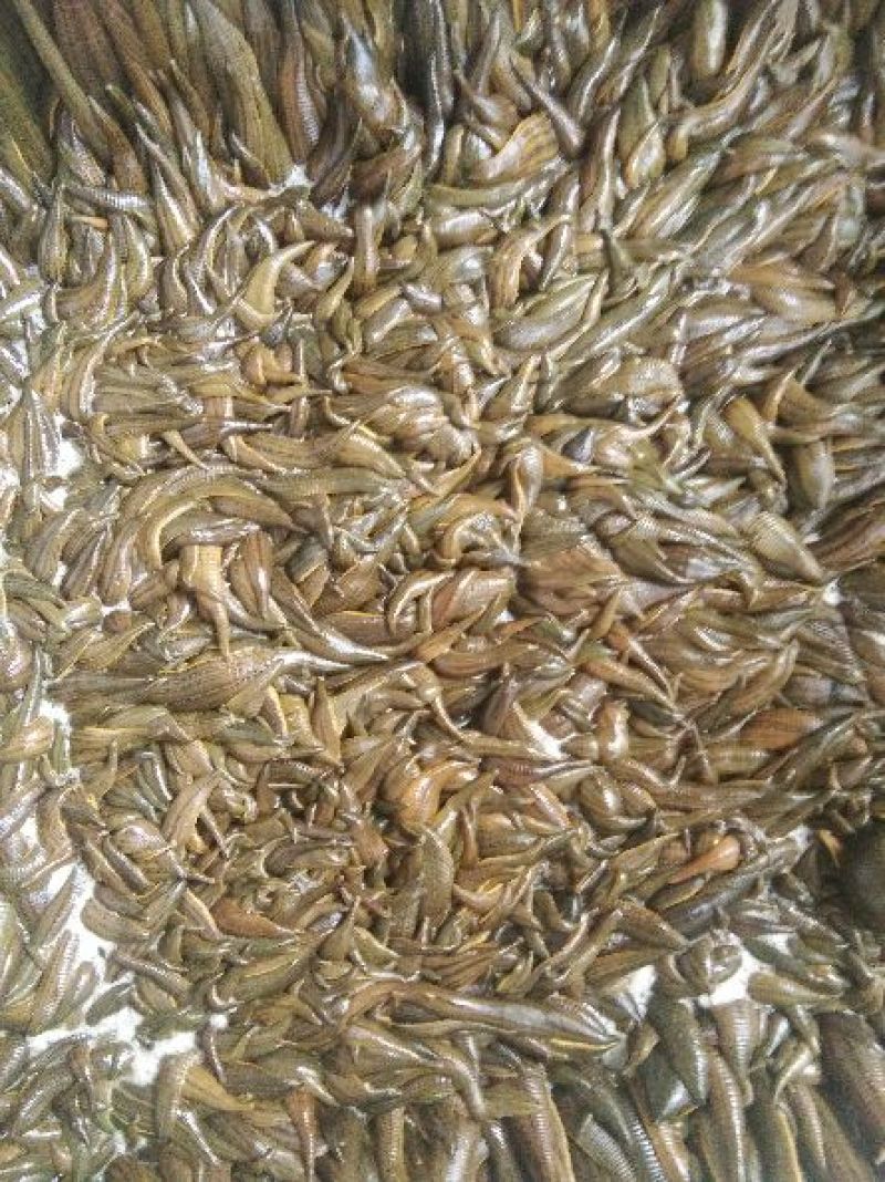 宽体金线蛭水蛭种苗水蛭卵茧