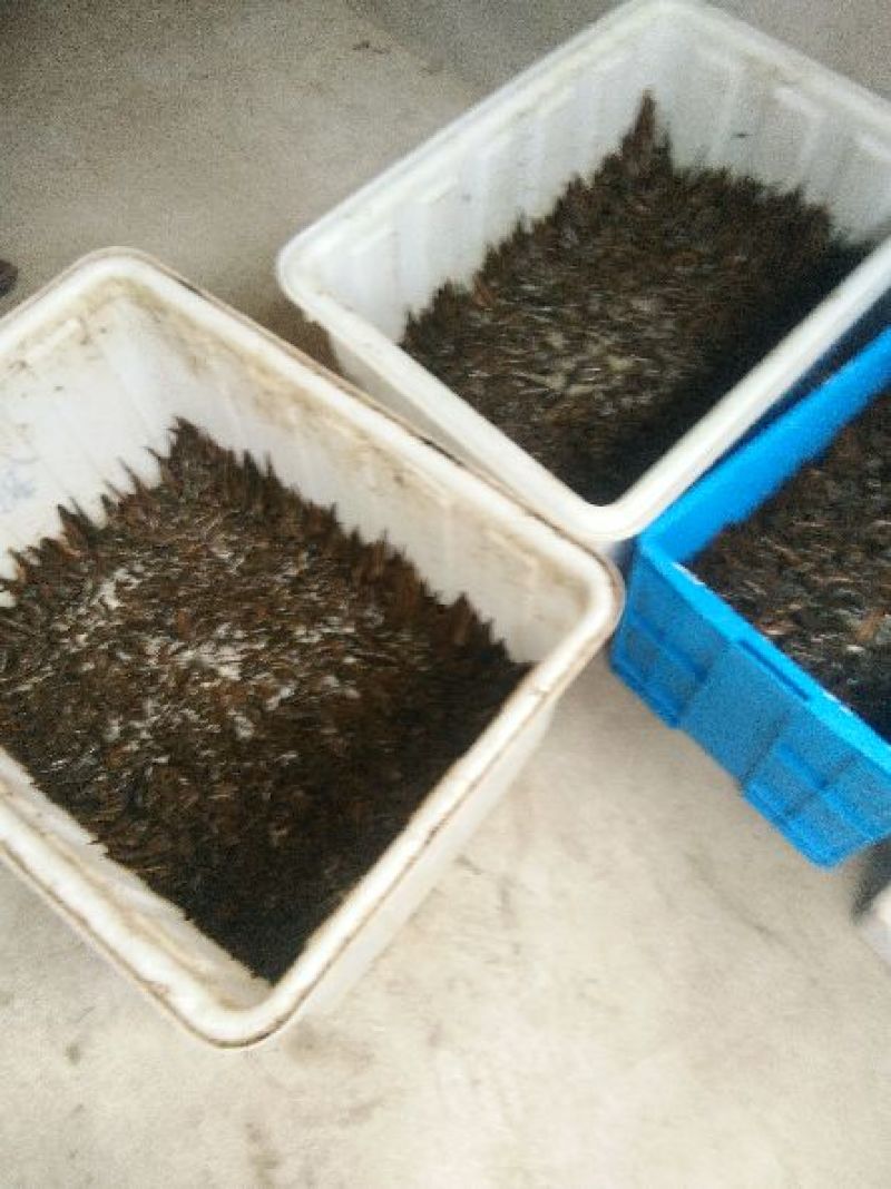 宽体金线蛭水蛭种苗水蛭卵茧