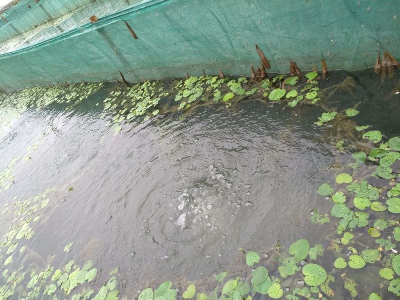 宽体金线蛭水蛭种苗水蛭卵茧