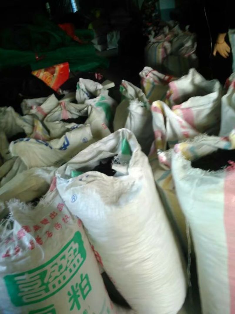 宽体金线蛭药用水蛭清水吊干