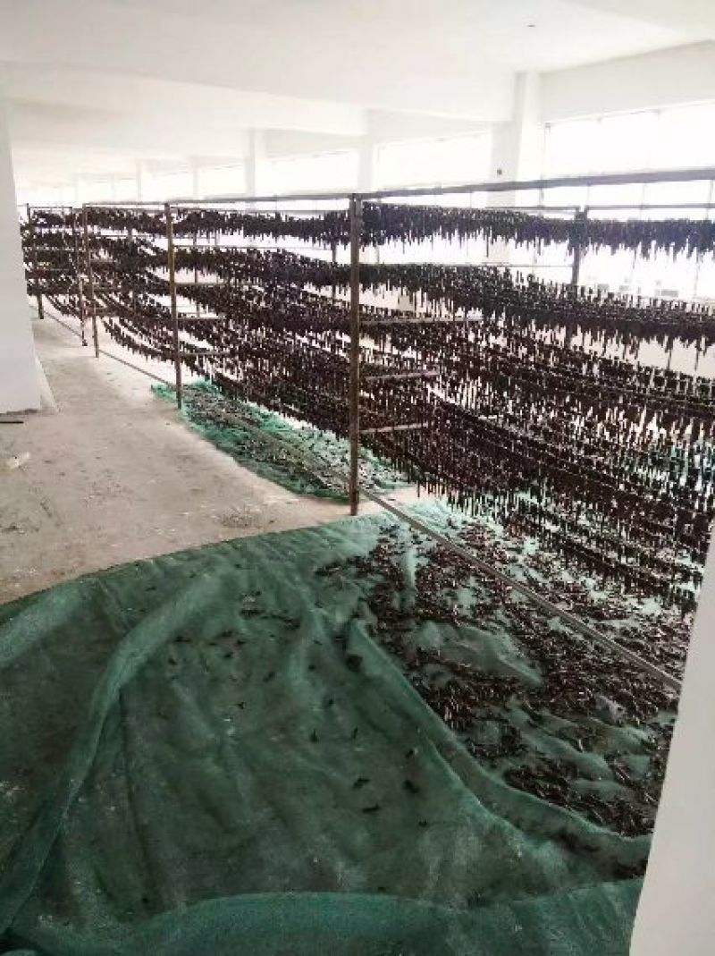 宽体金线蛭药用水蛭清水吊干