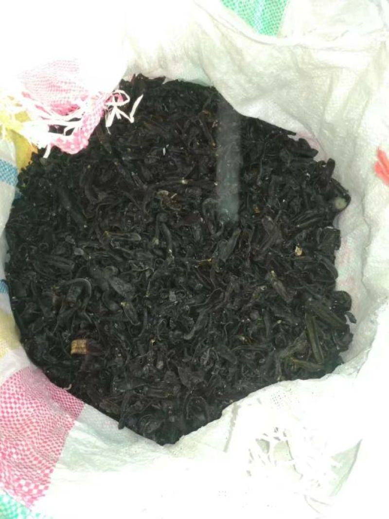 宽体金线蛭药用水蛭清水吊干