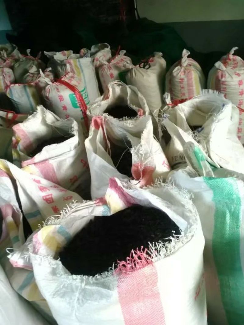 宽体金线蛭药用水蛭清水吊干