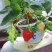 甜宝草莓苗10~20cm
