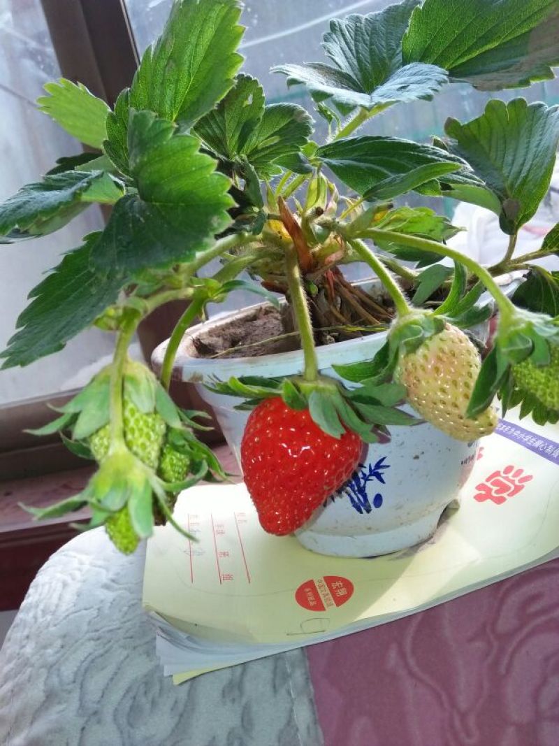 甜宝草莓苗10~20cm