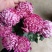 菊花菊花小苗