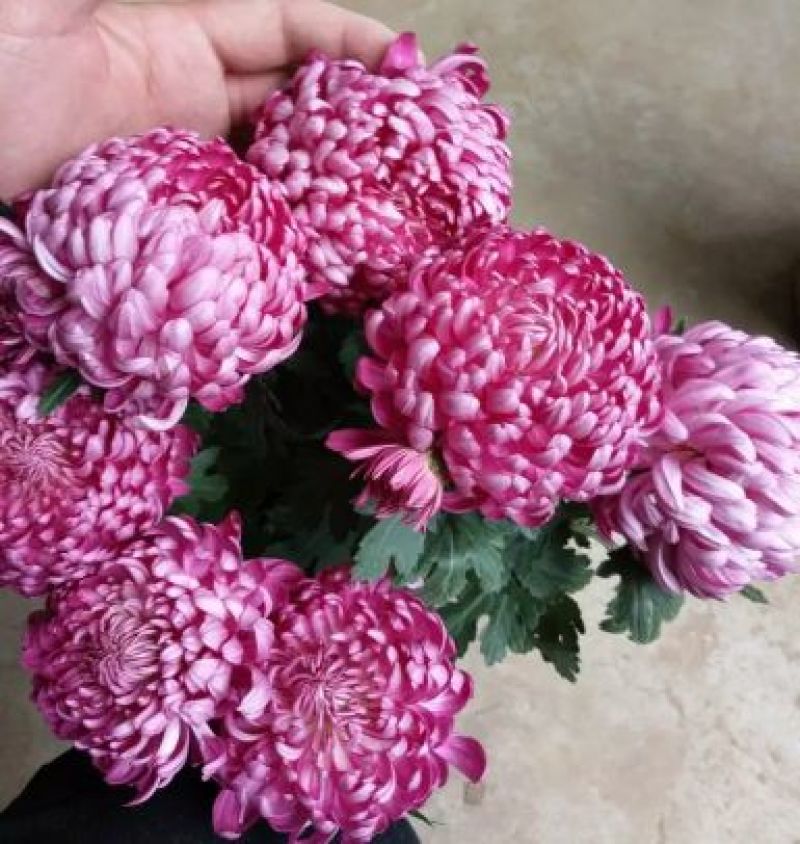 菊花菊花小苗