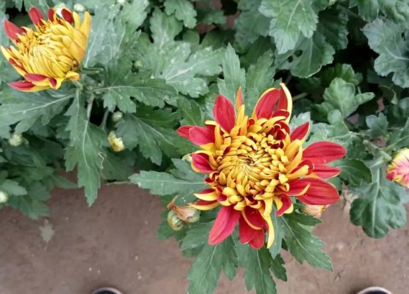 菊花菊花小苗