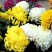 菊花菊花小苗