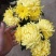 菊花菊花小苗
