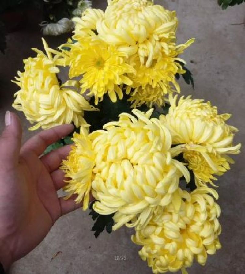 菊花苗