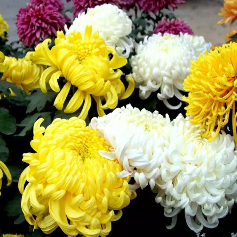菊花苗