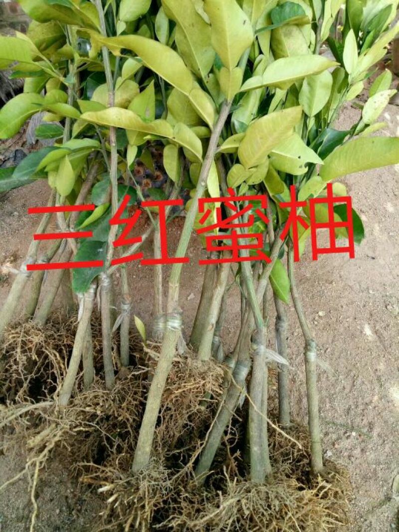 柚子苗0.2~0.5cm0.5~0.8m