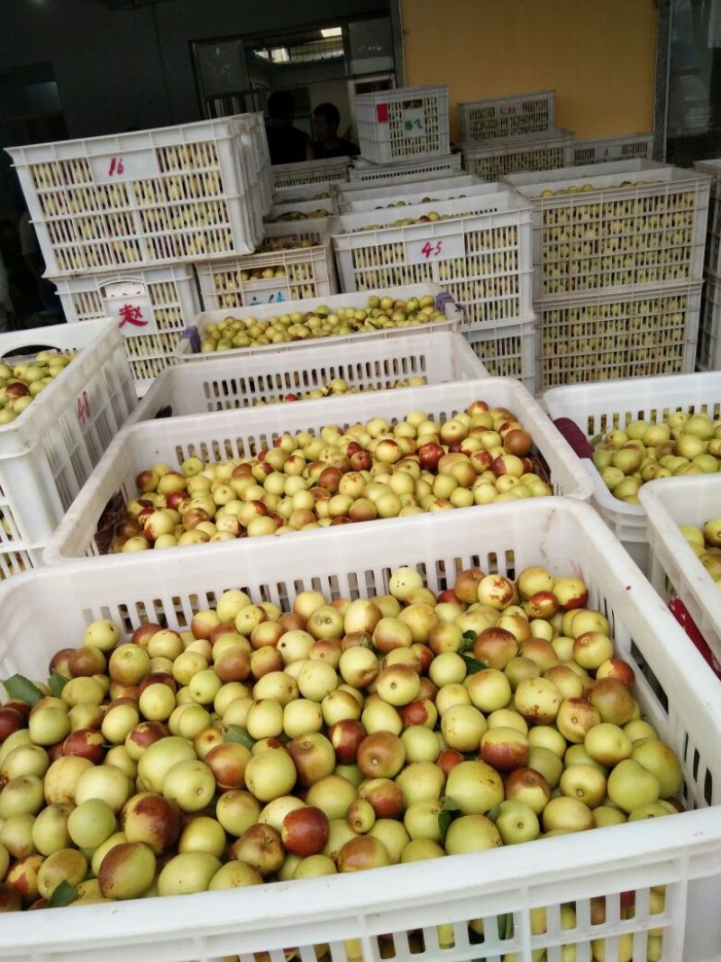 枣树苗品种纯正规格齐全，纯正沾化冬枣苗