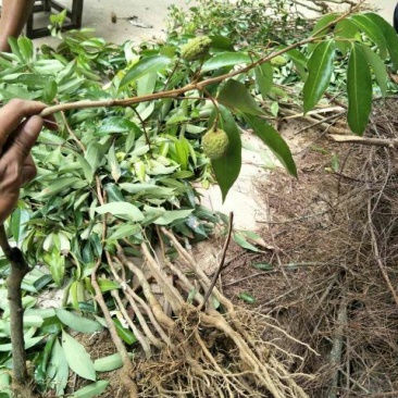 无核荔枝苗30~50cm