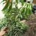 无核荔枝苗30~50cm