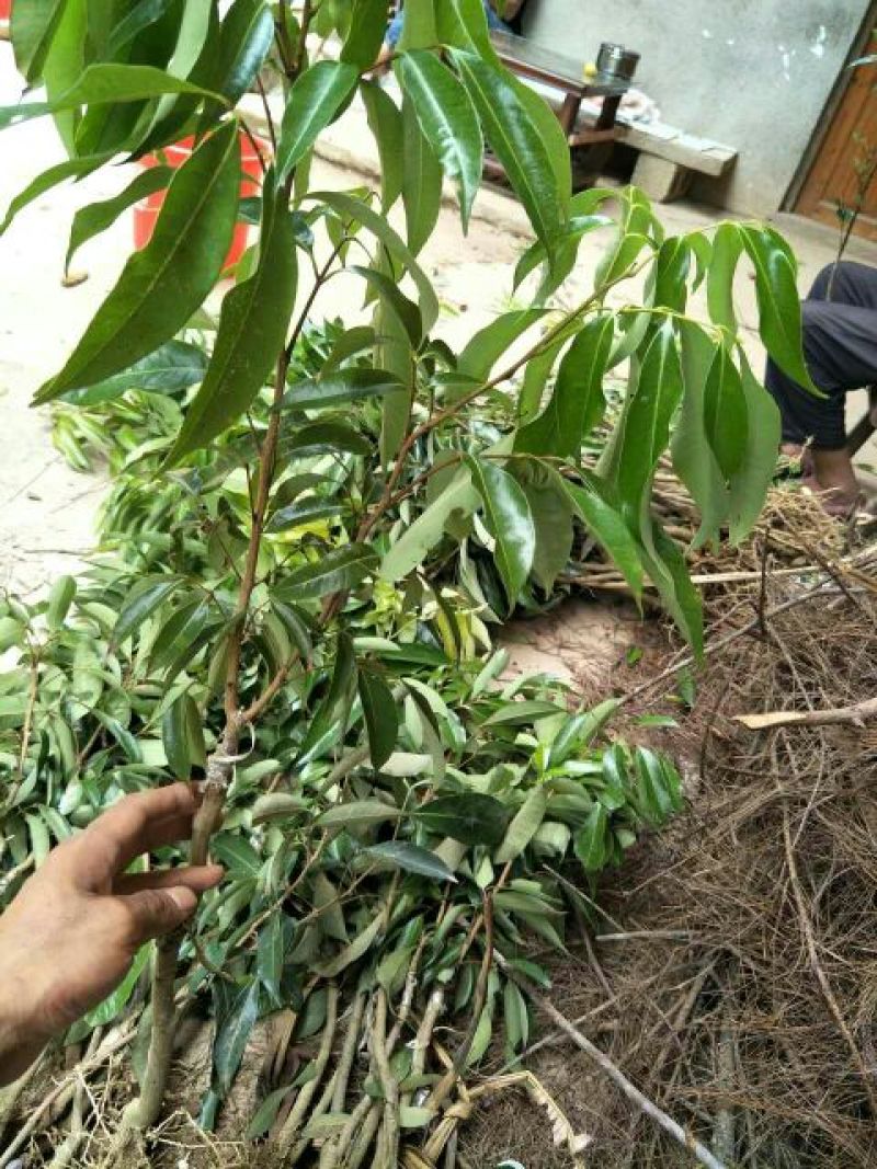 无核荔枝苗30~50cm
