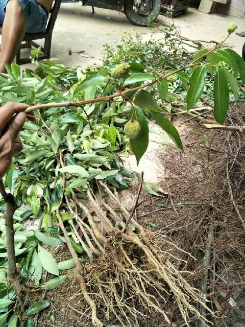 无核荔枝苗30~50cm