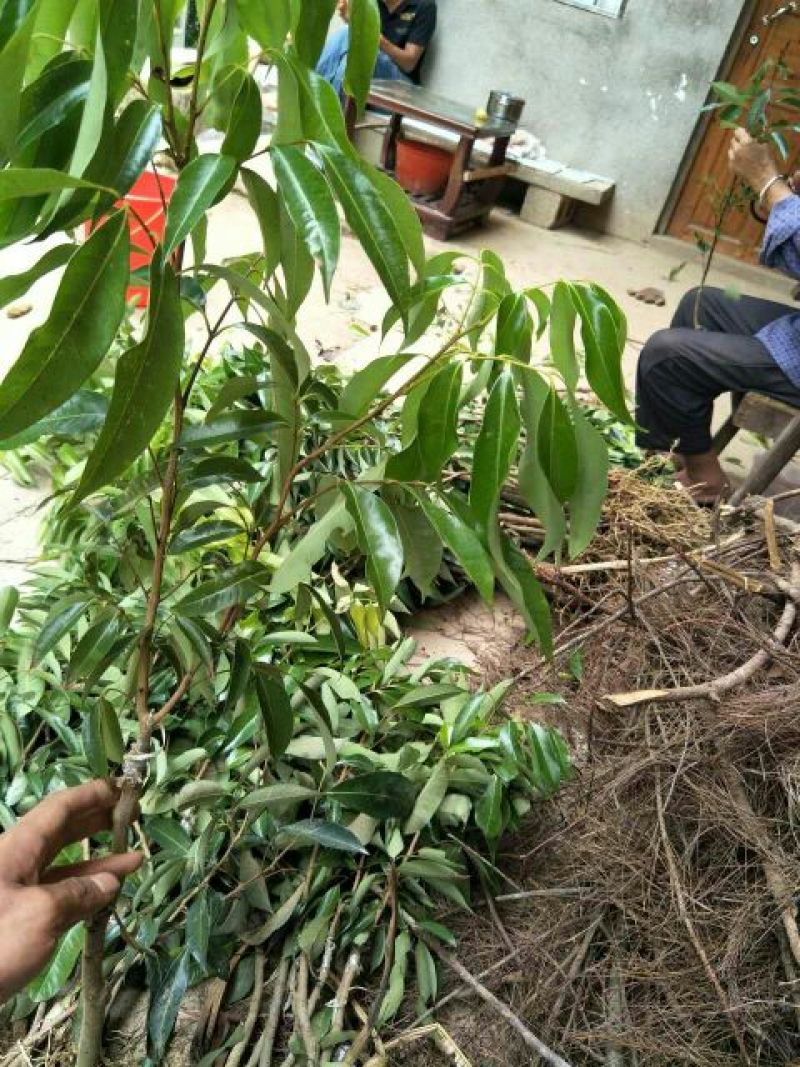 无核荔枝苗30~50cm