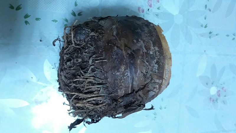 荔浦芋头5厘米以上