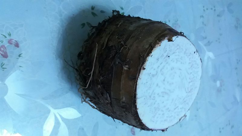 荔浦芋头5厘米以上