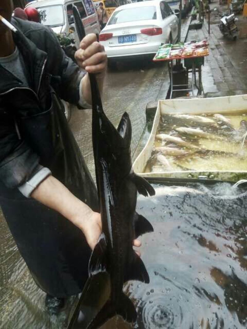 湘云鲫食用