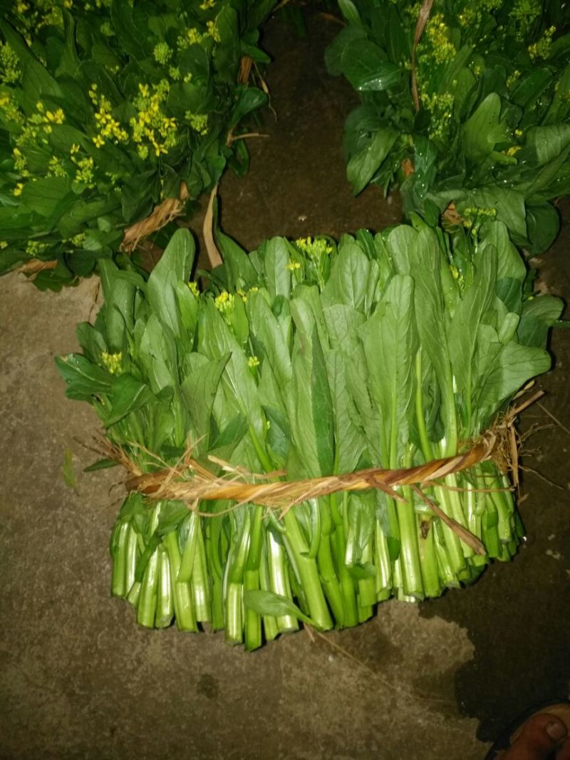 菜苔15~20厘米