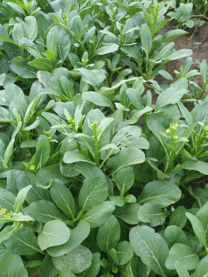 菜苔15~20厘米