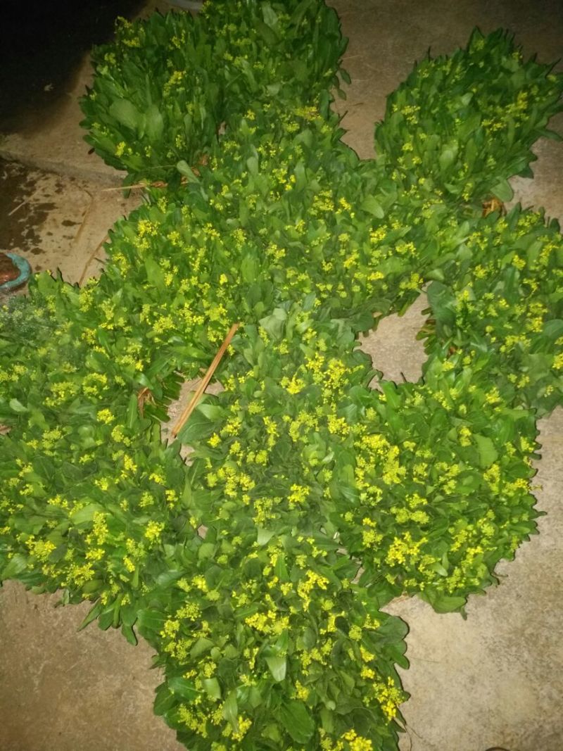 菜苔15~20厘米