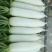 山东省莘县白萝卜1.5~2斤起