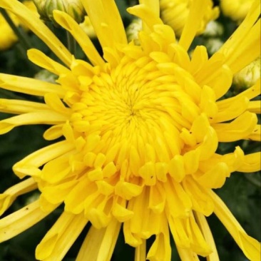 菊花茶特级