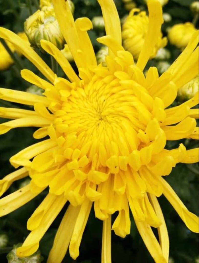 菊花茶特级