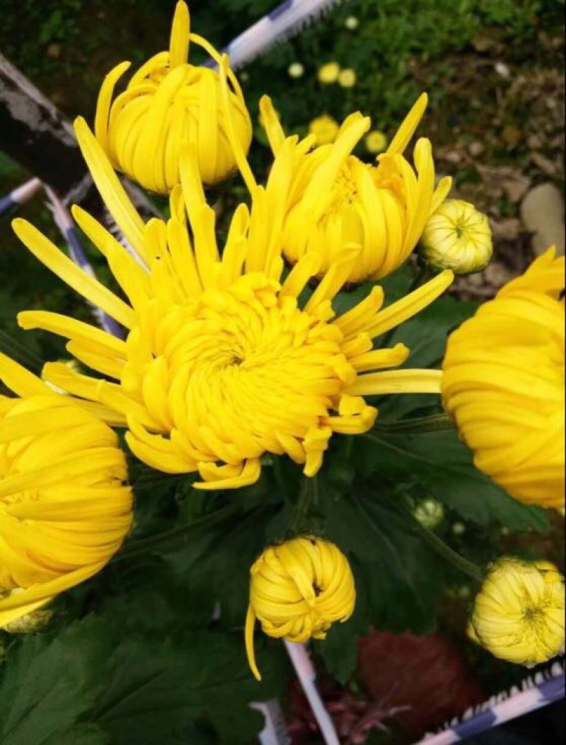 菊花茶特级
