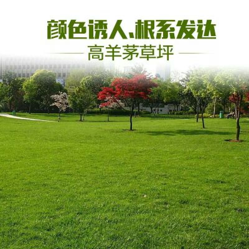 高羊茅草种12元一斤！可以视频看货选货一亩田线上交易