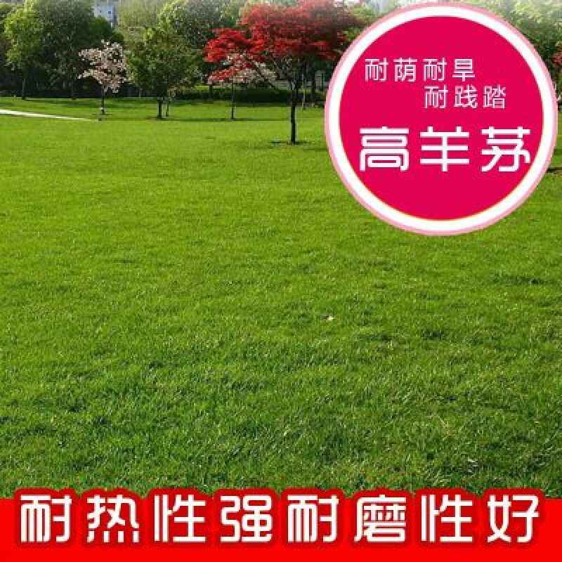高羊茅草种12元一斤！可以视频看货选货一亩田线上交易