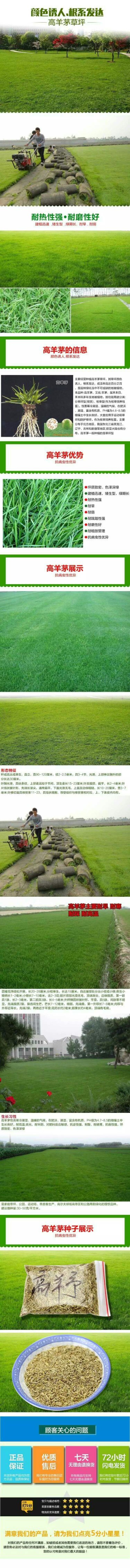 高羊茅草种12元一斤！可以视频看货选货一亩田线上交易
