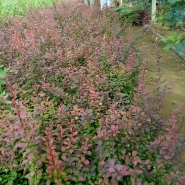 紫叶小檗51~80cm