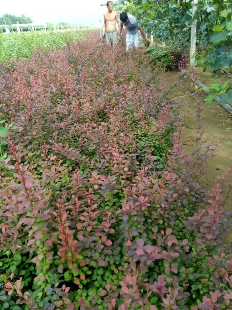 紫叶小檗51~80cm
