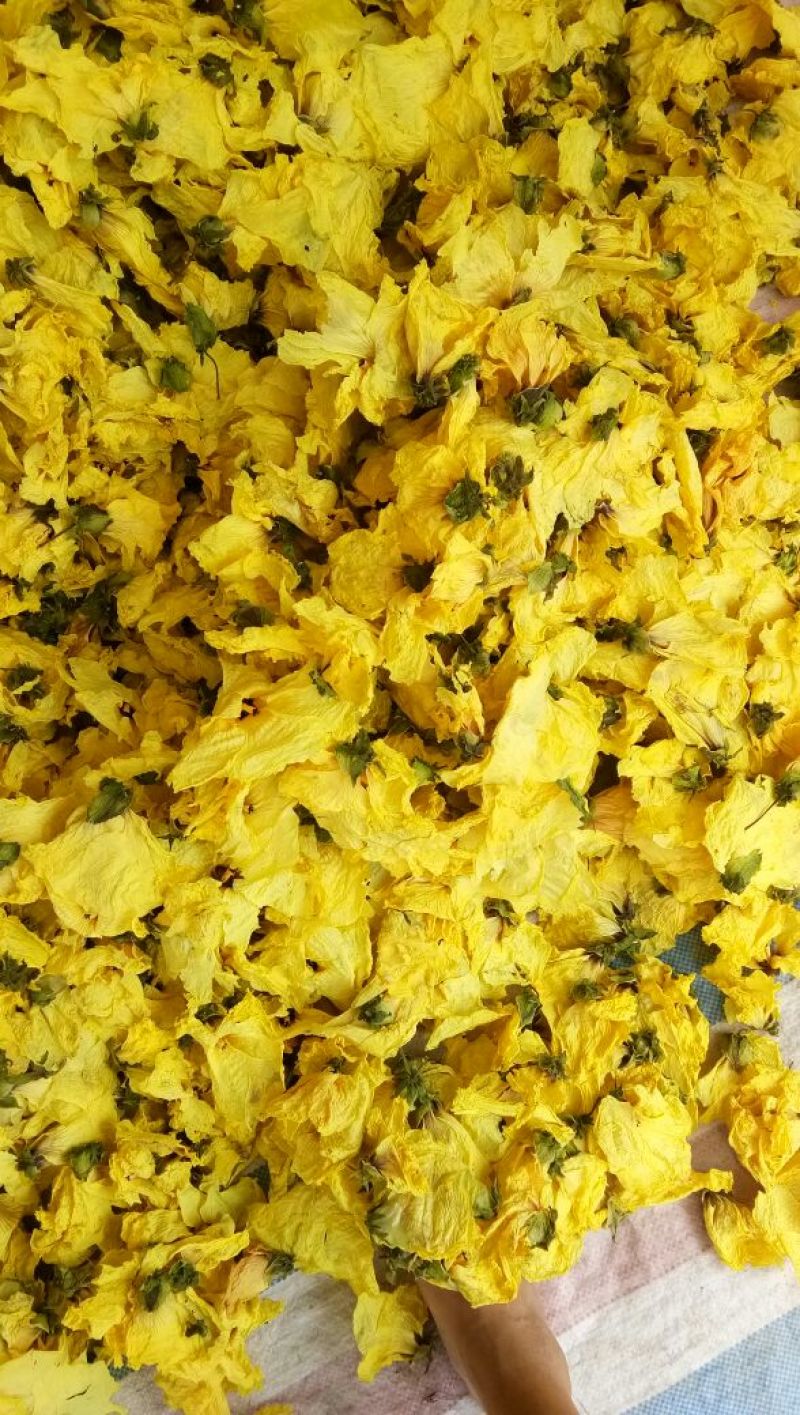 黄蜀葵花