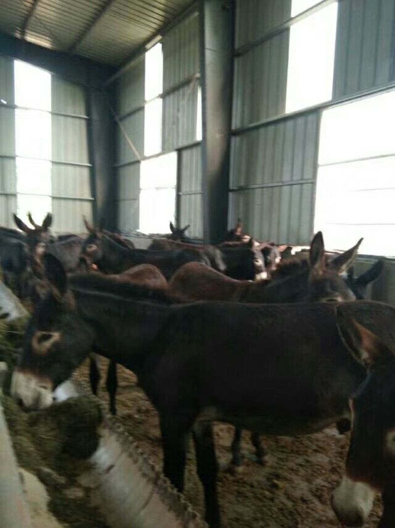 肉驴200~400斤