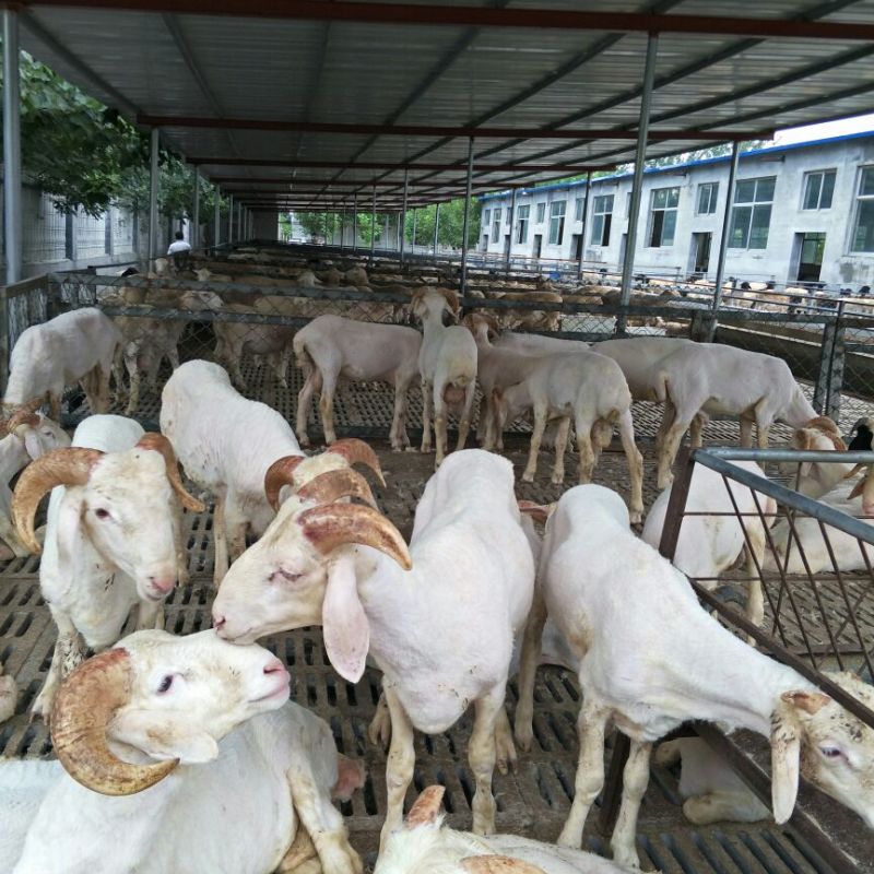 肉羊40~60斤/头