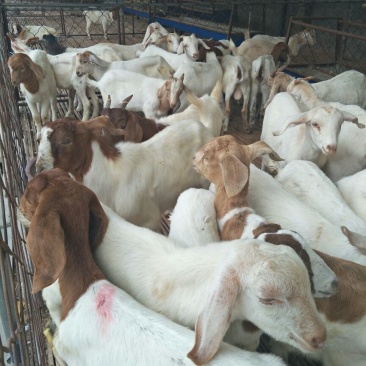肉羊40~60斤/头